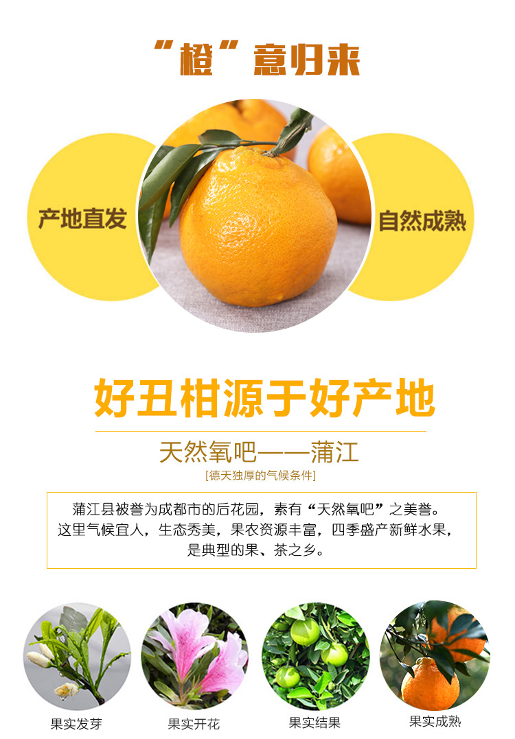 四川蒲江特产春见耙耙柑 水润多汁 营养丰富产地直销