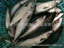 东海野生鲭鱼  冷冻青占鱼 400-500/500g+ 花鯷 好品质 新鲜上市