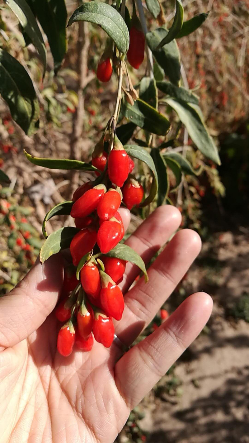 青海红枸杞250g批发 优选泡水煮粥煲汤红枸杞散装产地批发