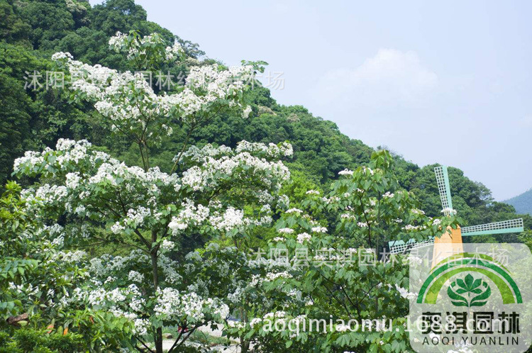 林木种子优质油桐种子油桐树种子桐油树千年桐桐油树种子货到付款