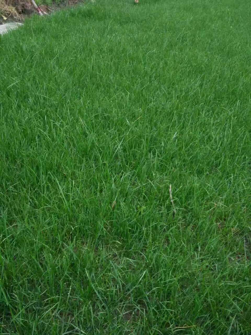 四川基地直销批发草皮 矮生百慕大草坪 四季常青 工程绿化草坪