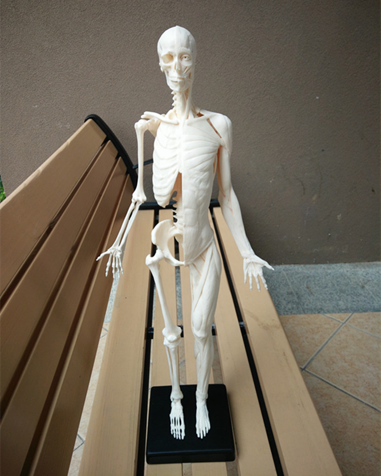 人体模型 设计绘画cg参考医用艺用人体模型 仿真人肌肉人体模型
