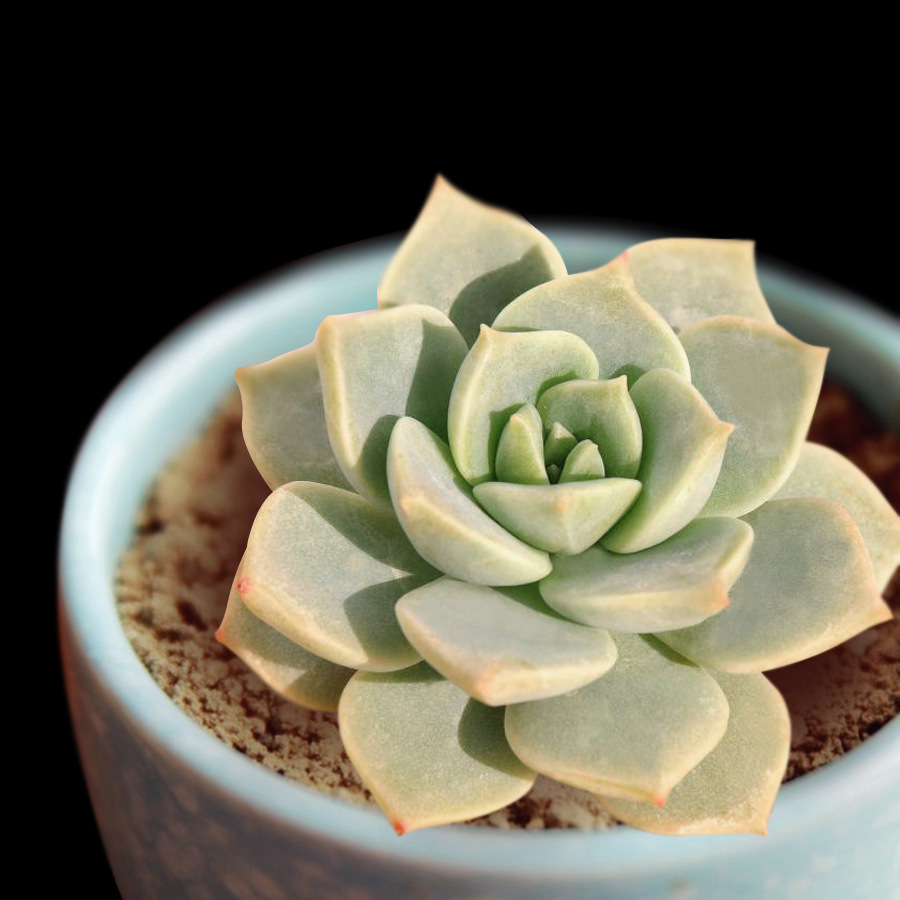 白牡丹多肉植物 多肉盆栽景天科防辐射易养护 懒人办公室桌面.