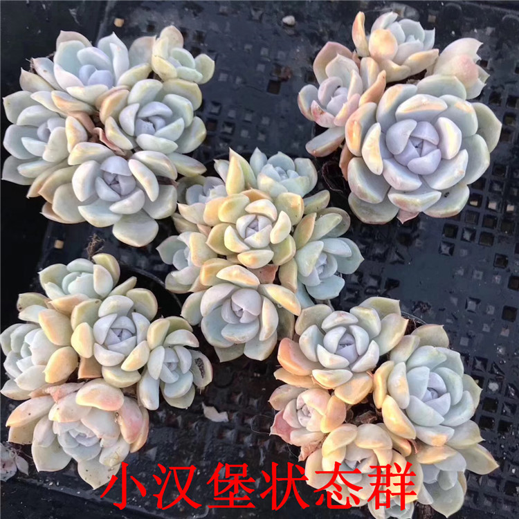 大棚精品多肉植物批发 小汉堡状态群5-7cm 4-6头群生品相一流特价
