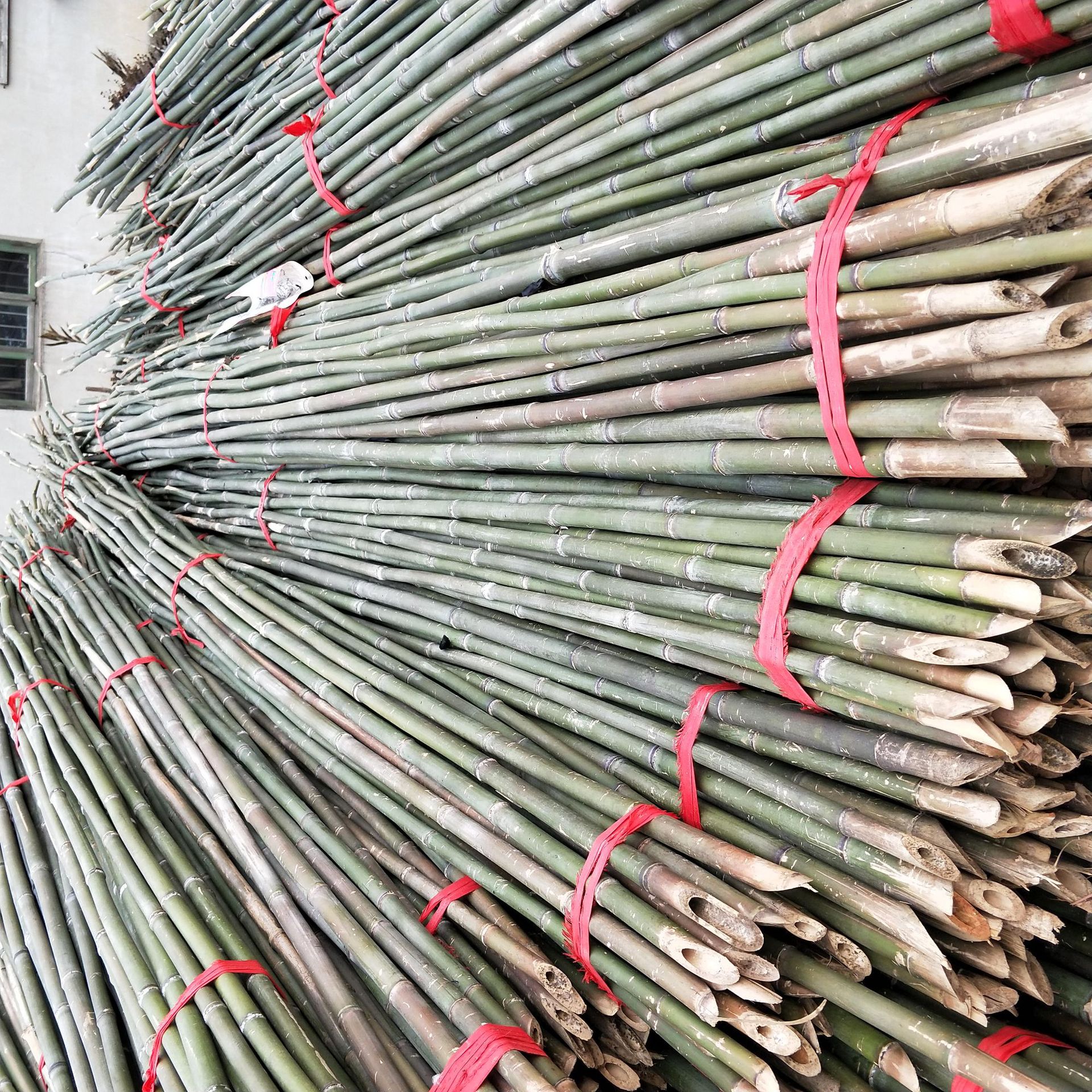 架菜竹竿厂家直销苦竹 五指竹 金竹 大番茄架 黄瓜架 豇豆架条