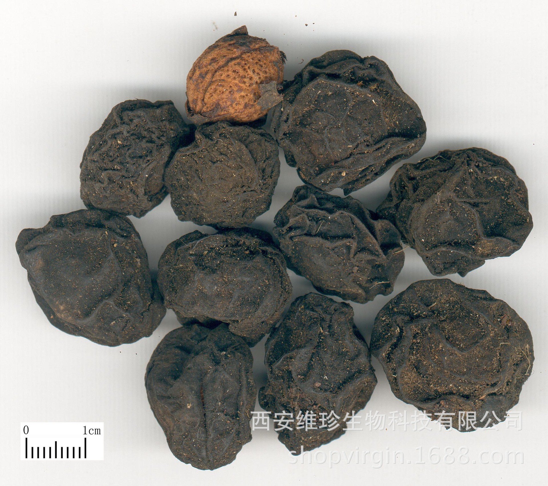 厂家批发 量大从优 乌梅提取物10:1 水溶性 原料粉 可oem