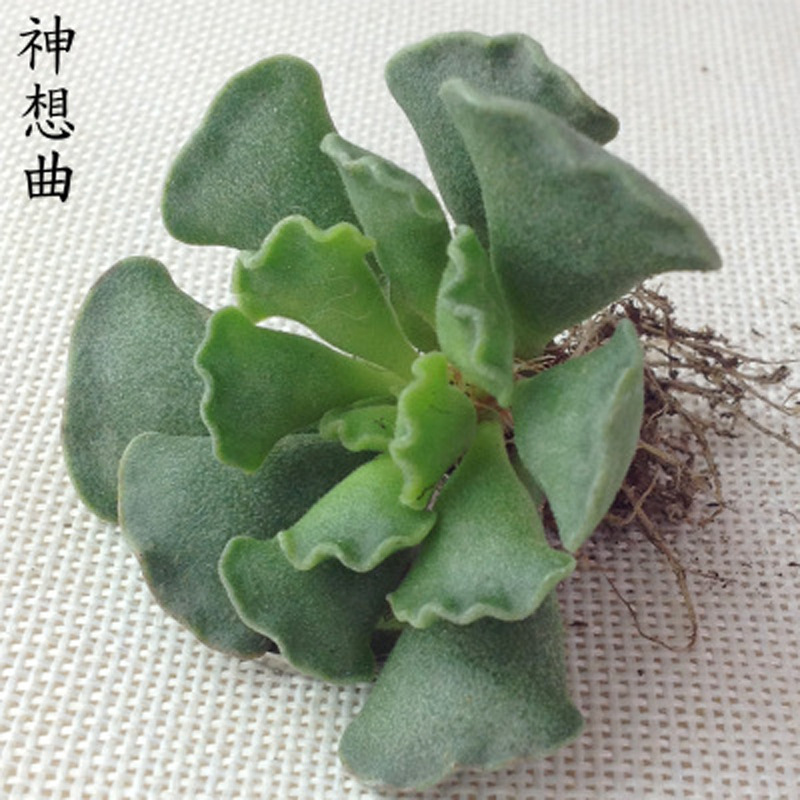 天锦章神响曲一物一拍水泡 赤兔 玛丽安 梅花鹿水泡多肉植物