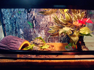 陆龟蜥蜴爬宠专用垫材天然椰棕垫陆龟箱造景