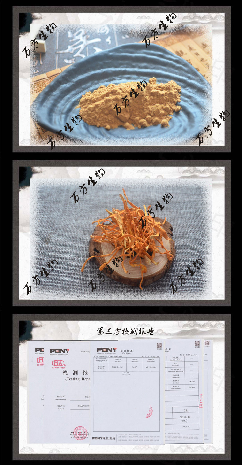 蝙蝠蛾被毛孢/ 中华被毛孢菌丝体粉 万方供虫草被毛孢菌丝体粉价