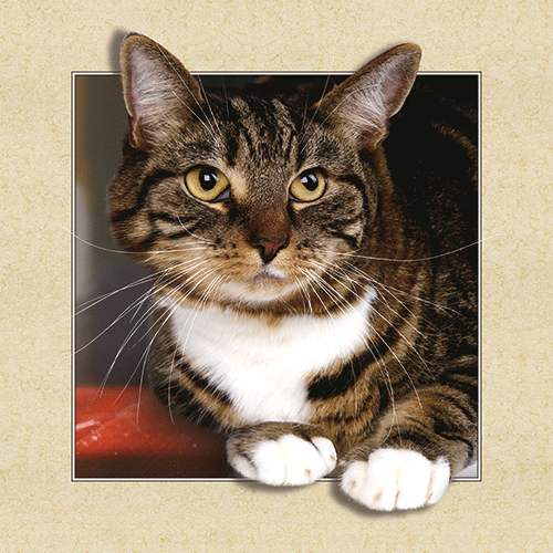 上誉印刷高清三维光栅5d立体画,3d墙壁立体画,5d画印刷厂生产基地