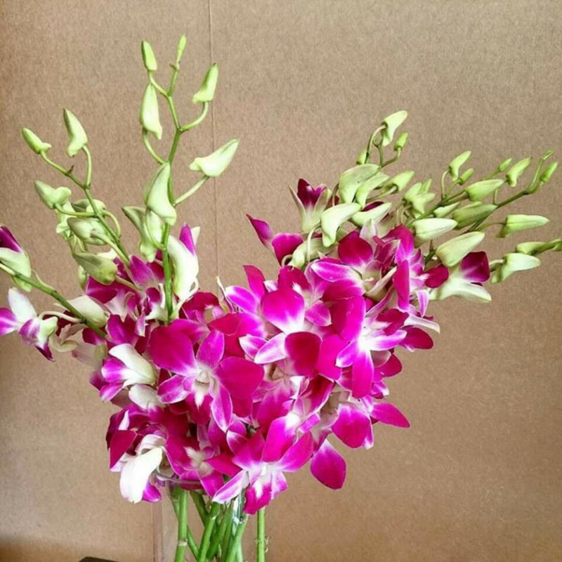 洋兰批发 云南鲜切花批发 紫洋兰白洋兰批发 一包12支