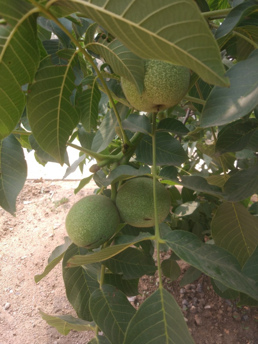 石门核桃,求收购商