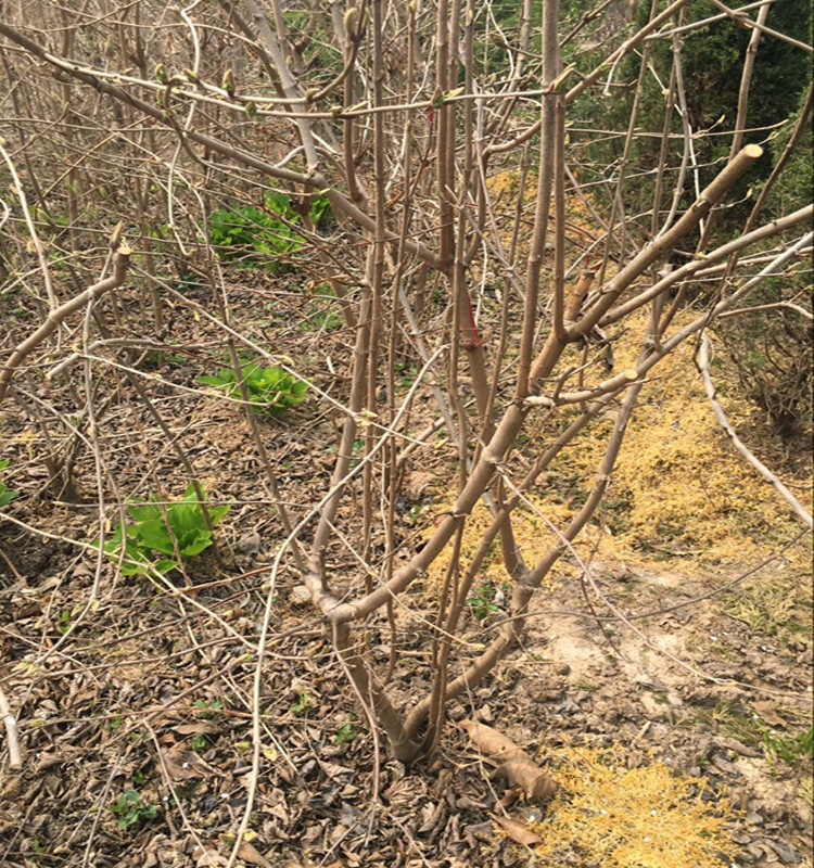 木本绣球树苗木绣球苗琼花树苗琼花绣球树苗八仙绣球花苗绣球树苗