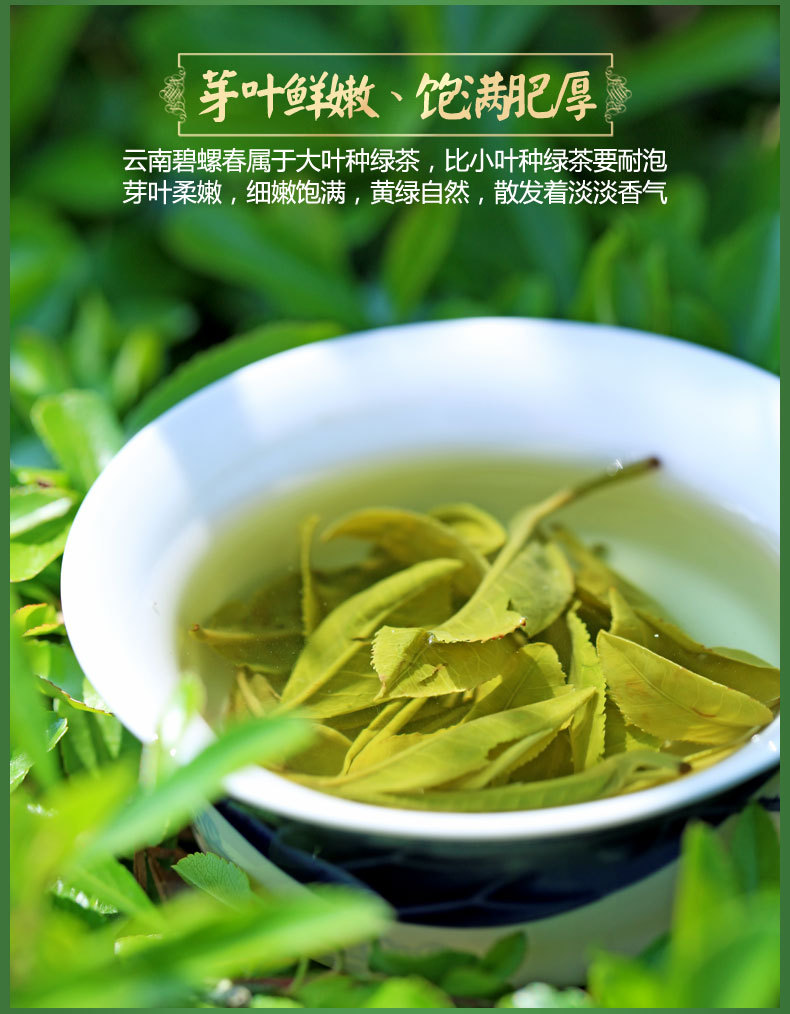 新益号高山碧螺春云南大叶种绿茶茶叶2020春茶500g耐泡实惠