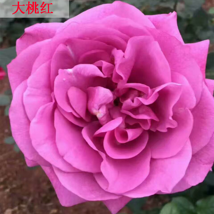 大桃红