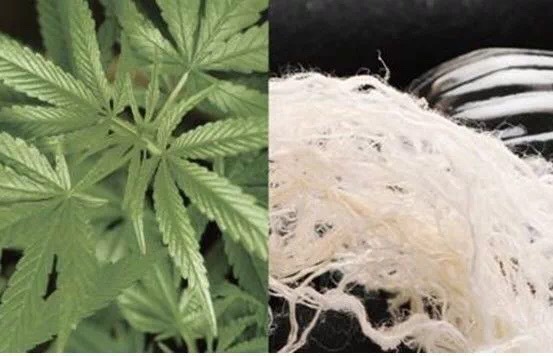 汉麻纤维 hemp fiber 韧皮纤维 天然环保自分解 草本抗菌植物纤维