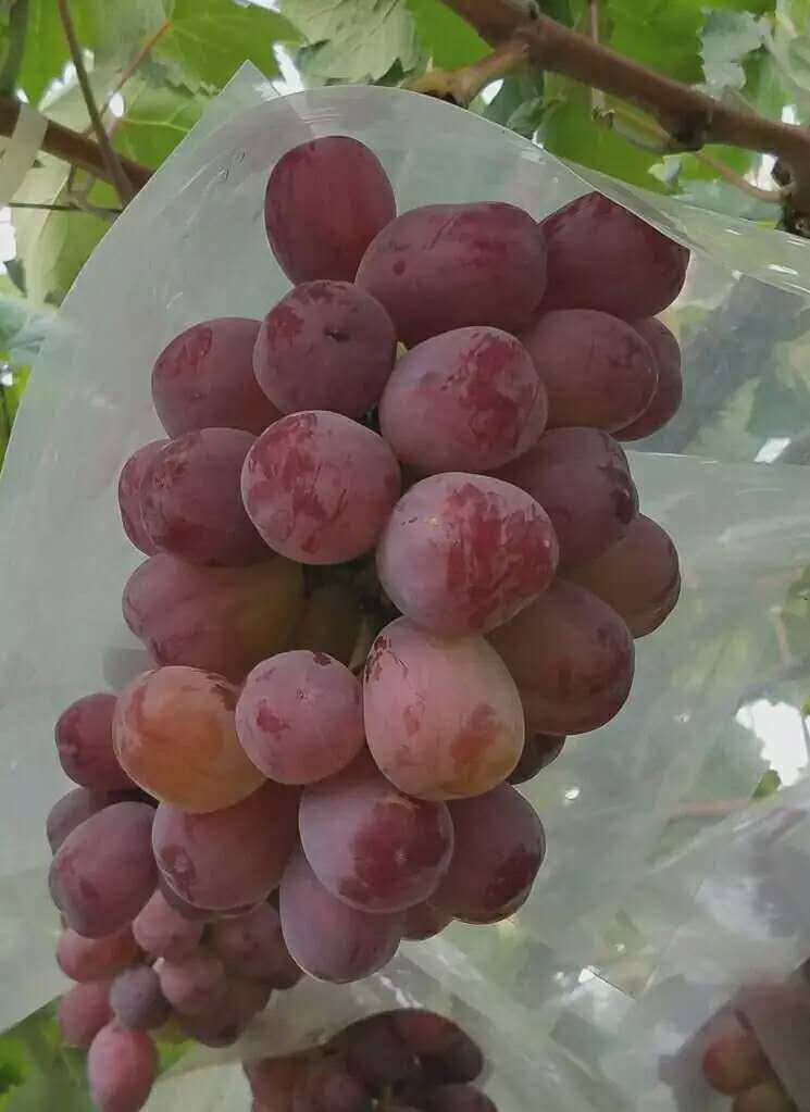 供应 新品种 早熟 果粒特大 红国王葡萄苗 金华葡萄苗 丰产 抗病