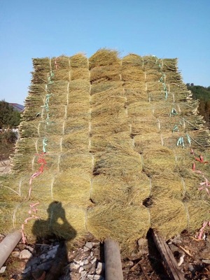源头批发毛竹竹枝扫帚苗毛料各种规格扫帚苗及篱笆屋顶竹枝