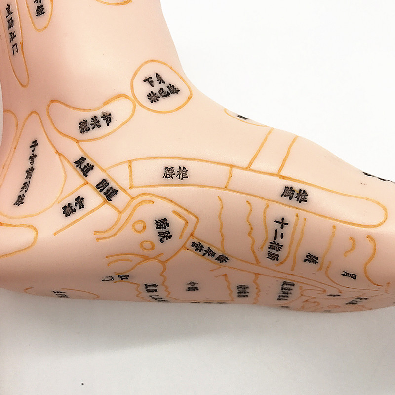 刻字足底穴位模型脚模刻字足模19cm足部反射区按摩足疗推拿批发