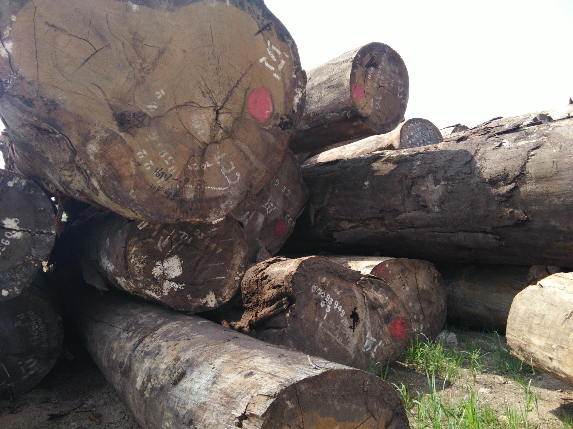张家港原木 黄玫瑰 非洲黄花梨 现货供应 价格优惠