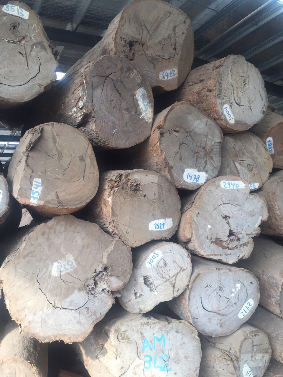 大径皮灰 皮灰原木 皮灰板材 风车木莫桑比克 黑檀 广星木业