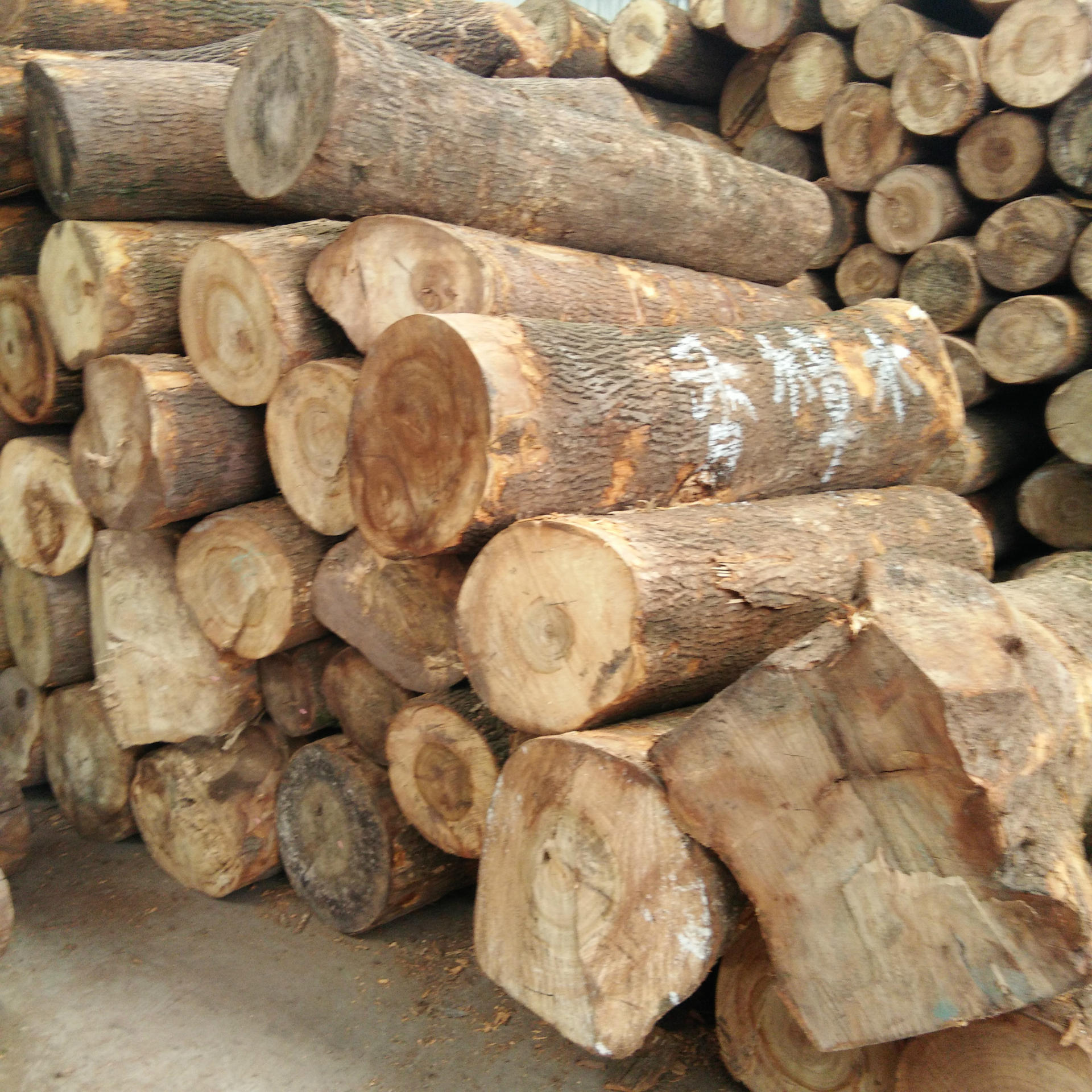 张家港木材 江西香 樟木 条杆直 香味足 口径大价格优惠