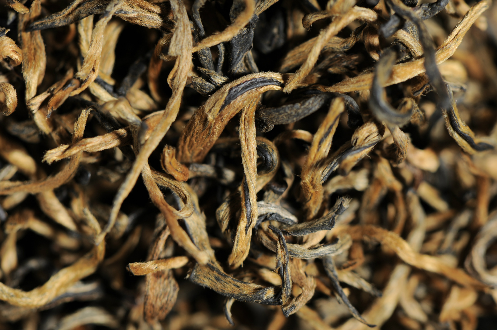 荀鲁滇红云南滇红茶2018单芽老树滇红茶古树滇红密香金芽周斌星制