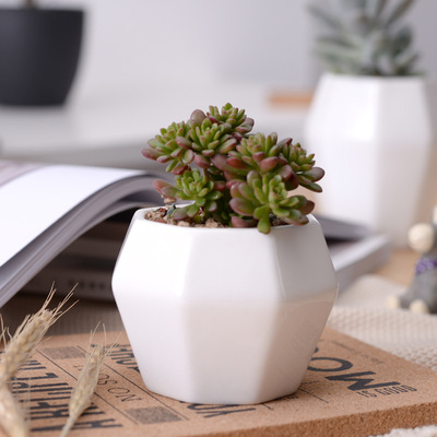 简约白色创意多肉植物陶瓷桌面矮八角zakka肉肉老桩盆栽花盆