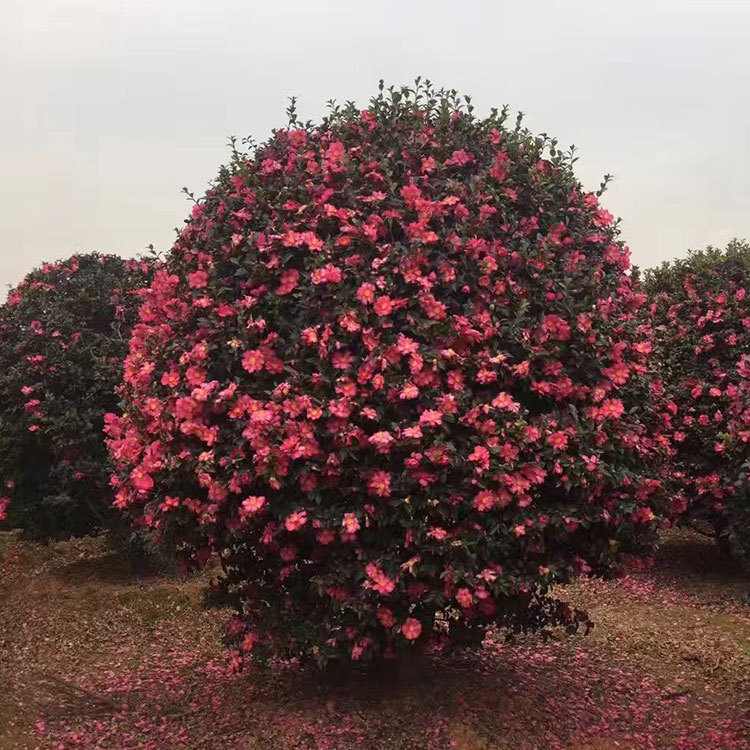 成都大量批发茶花球,茶花地苗等及各类苗木其他草坪,草种齐全