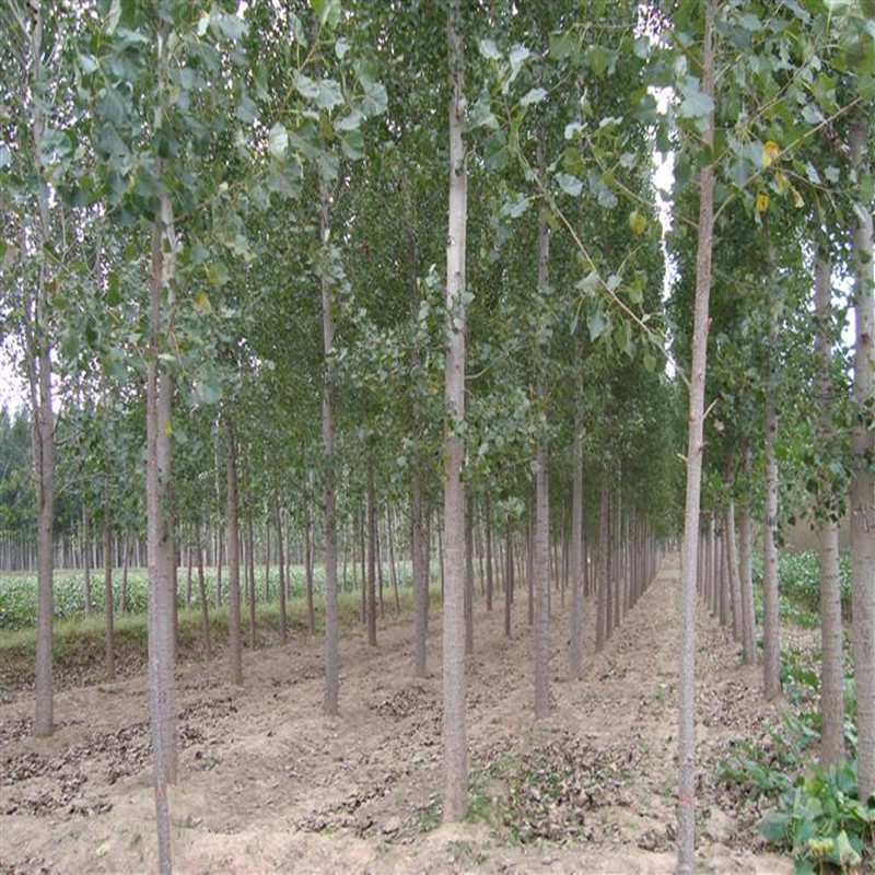 供应杨树苗基地绿化杨树苗