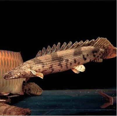 虎纹恐龙鱼 大花虎纹 斑杰恐龙 鱼活体 金恐龙鱼 白化金恐龙鱼