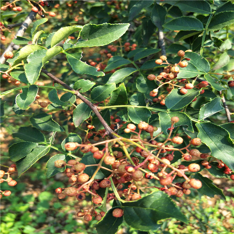 果树-大红袍花椒树苗价格 狮子头九叶青花椒苗基地 1