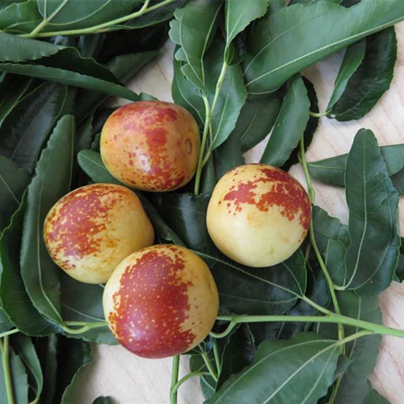 基地直发河北沧州特产金丝冬枣贡品新鲜水果4斤全国包邮一件代.