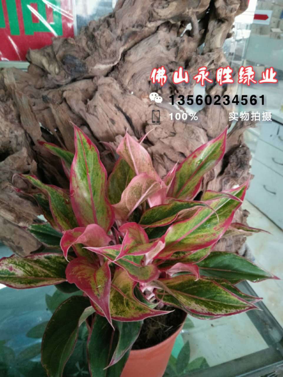 彩叶粗肋草万年红小盆栽花卉批发(a级160)室内观叶绿植净化空气图片