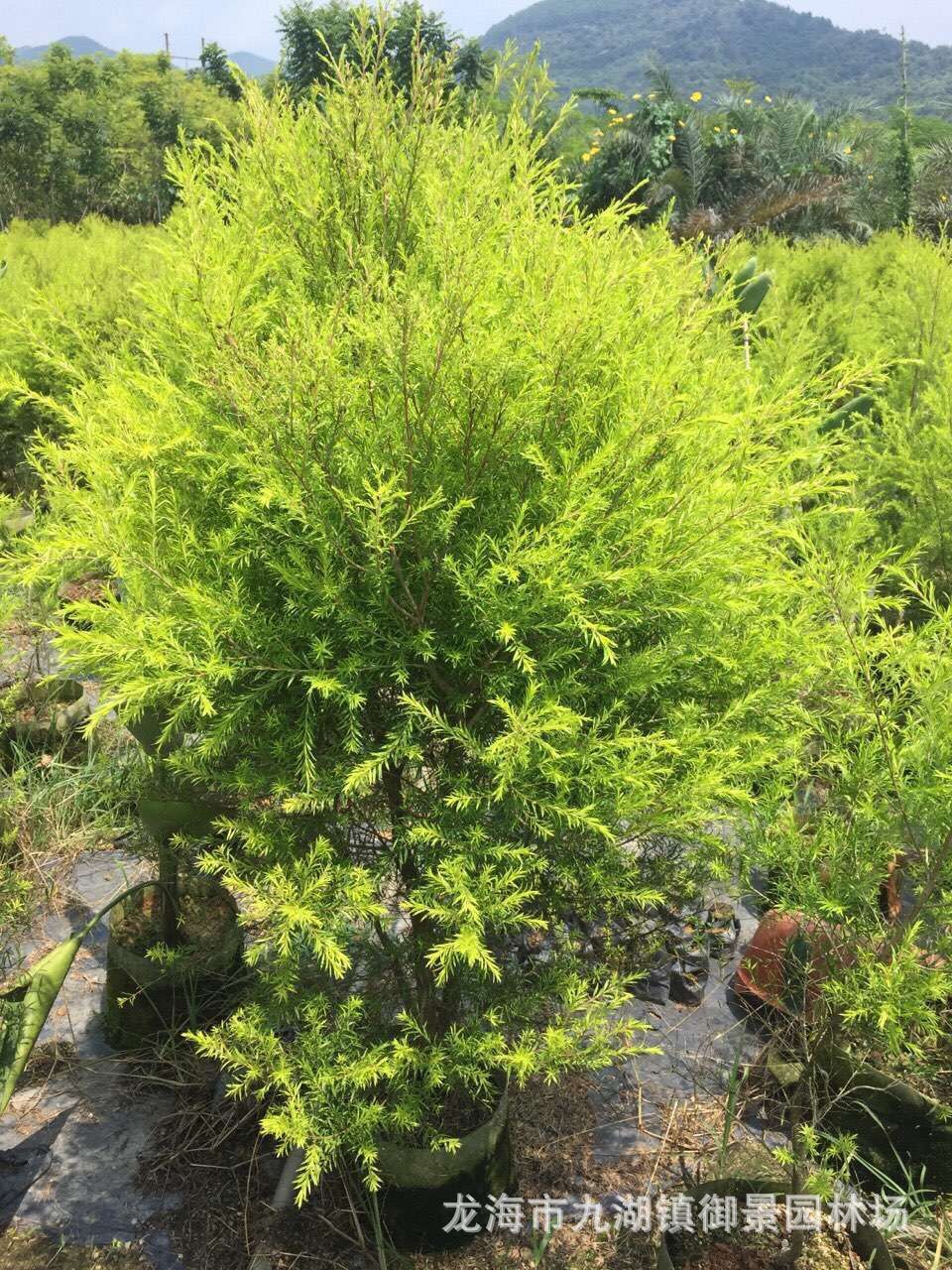 云南黄金宝树种植基地 贵州黄金香柳树价格 黄千层千层金树供应