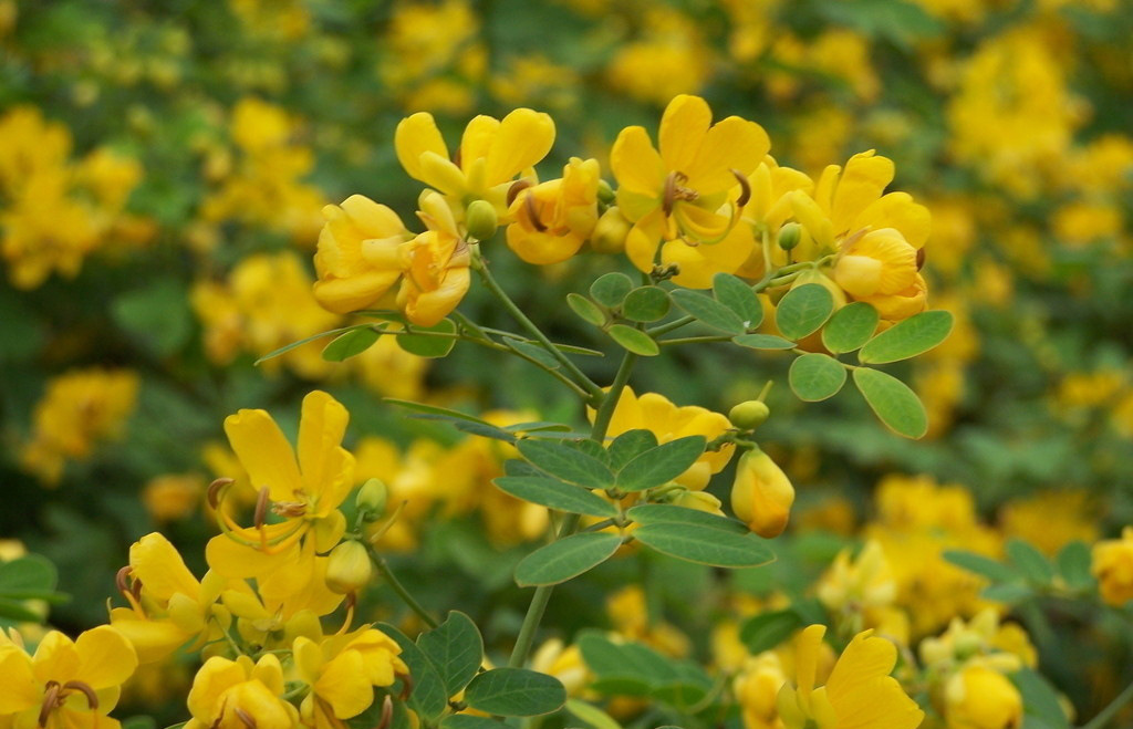 【英文名称】: cytisine 【中文别名】:野靛碱 金雀花酮碱 乌乐碱