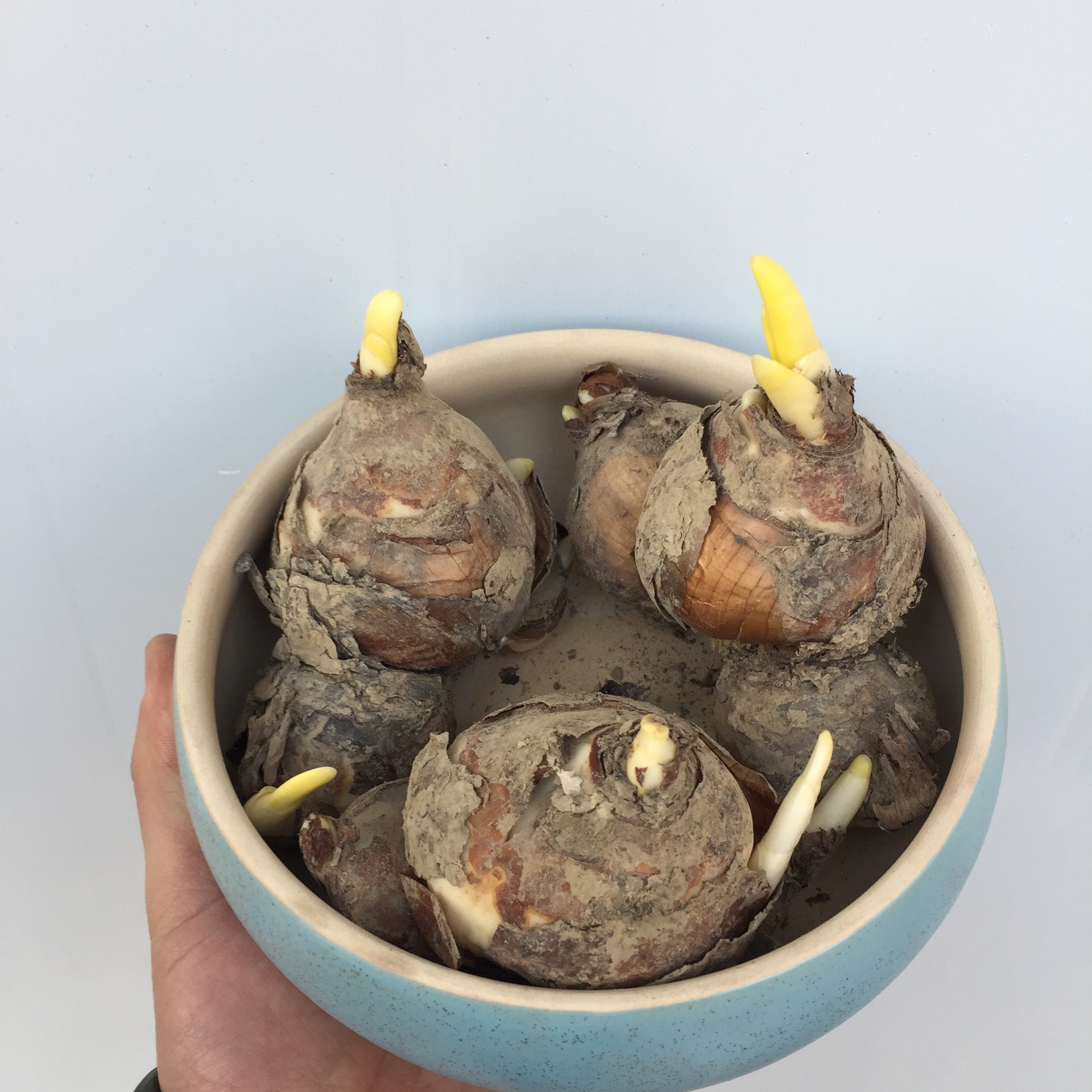 水仙花种球_批发 水仙种球年宵花卉 洋水仙盆栽水培水养冬季植物