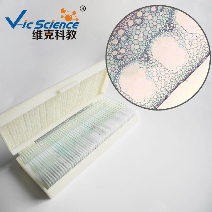 芦苇根横切 植物类装片 根及根的变态 生物切片标本