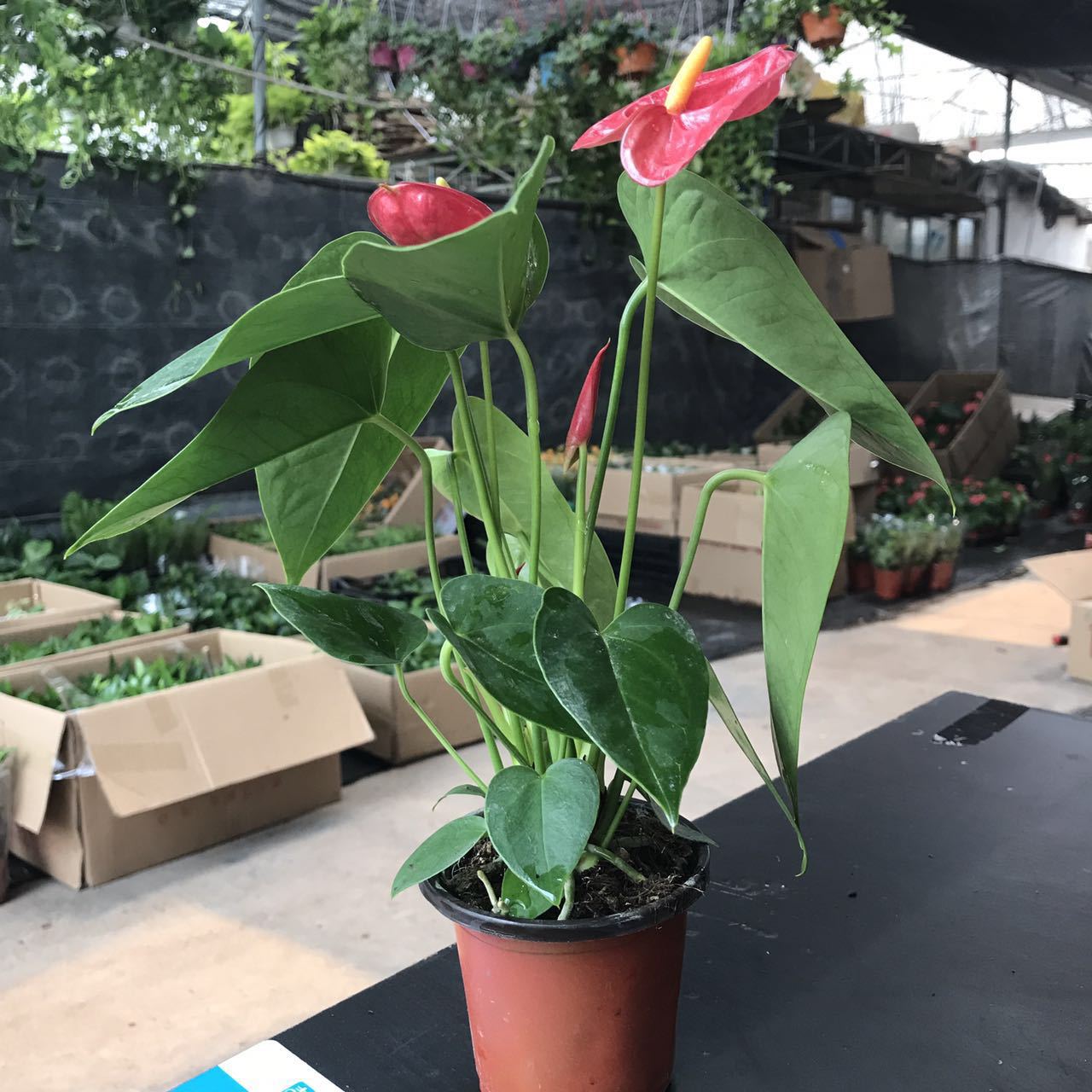 【基地直供】皇冠红掌90#盆栽中小型植物观花植物净化空气植物