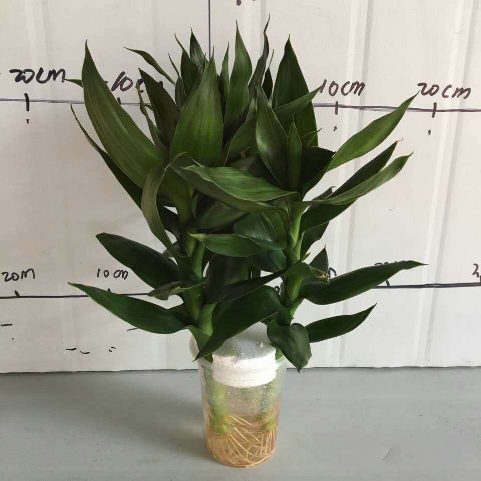 【基地直供】水培三株莲花竹 吸甲醛 室内摆放 小盆栽批发