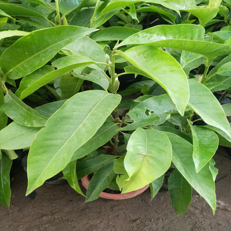 正宗嫁接白兰花苗白玉兰花树苗 白兰苗黄桷兰黄兰盆栽地栽浓香花