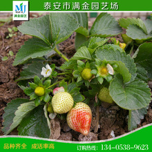 泰安草莓苗价格    法兰地  章姬  甜宝草莓品种多样 量大价低