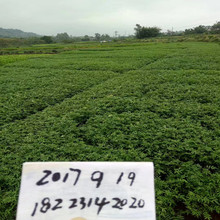 酉阳九叶青花椒树木批发 九叶青花椒一年树木 南方种植 量大从优