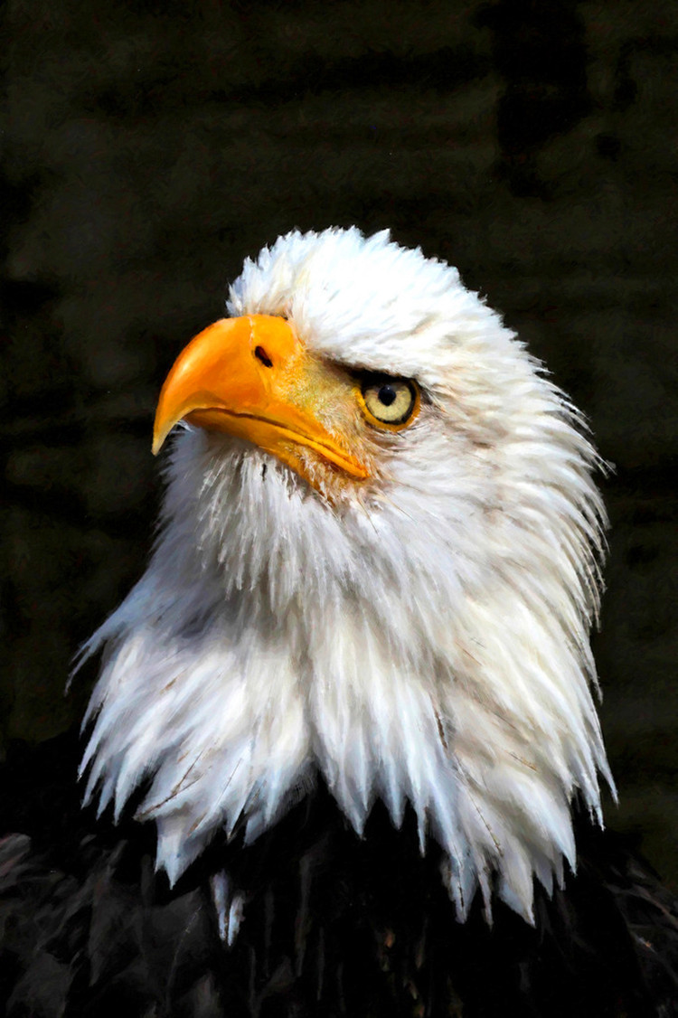 万圣节派对狂欢面具 酒吧舞会搞笑 动物头套 老鹰搪胶面具 鹰头套