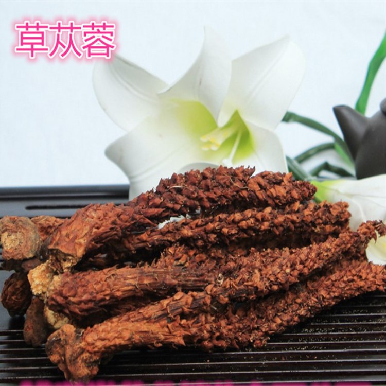 批发供应 草丛蓉 列当 独根草20—22公分 不老草 30根1袋