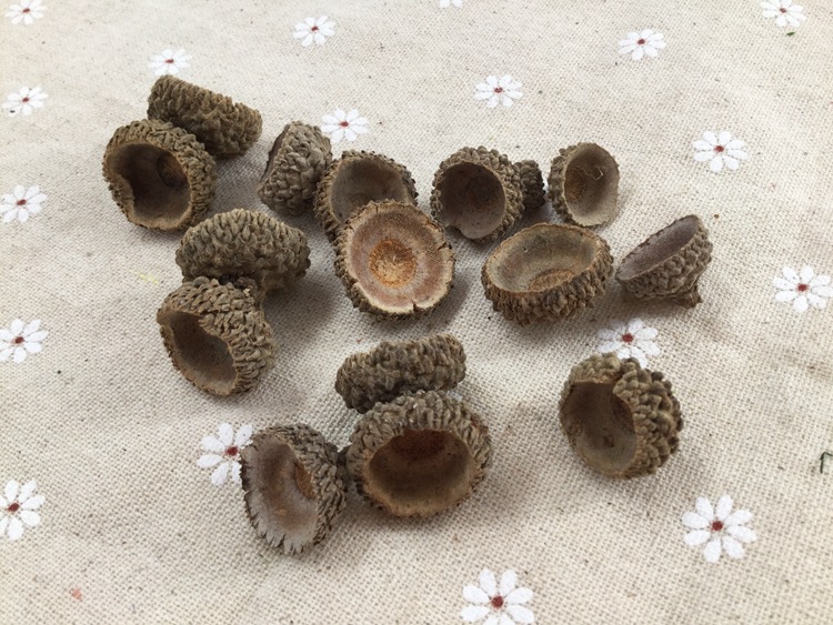 厂家供应装饰原料橡壳 圣诞礼品原材料橡壳橡壳批发-阿里巴巴