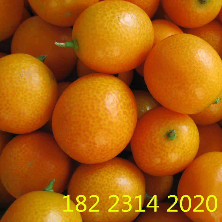 果树批发 金橘树 嫁接脆皮金橘树 南方种植果树盆栽当年包结果