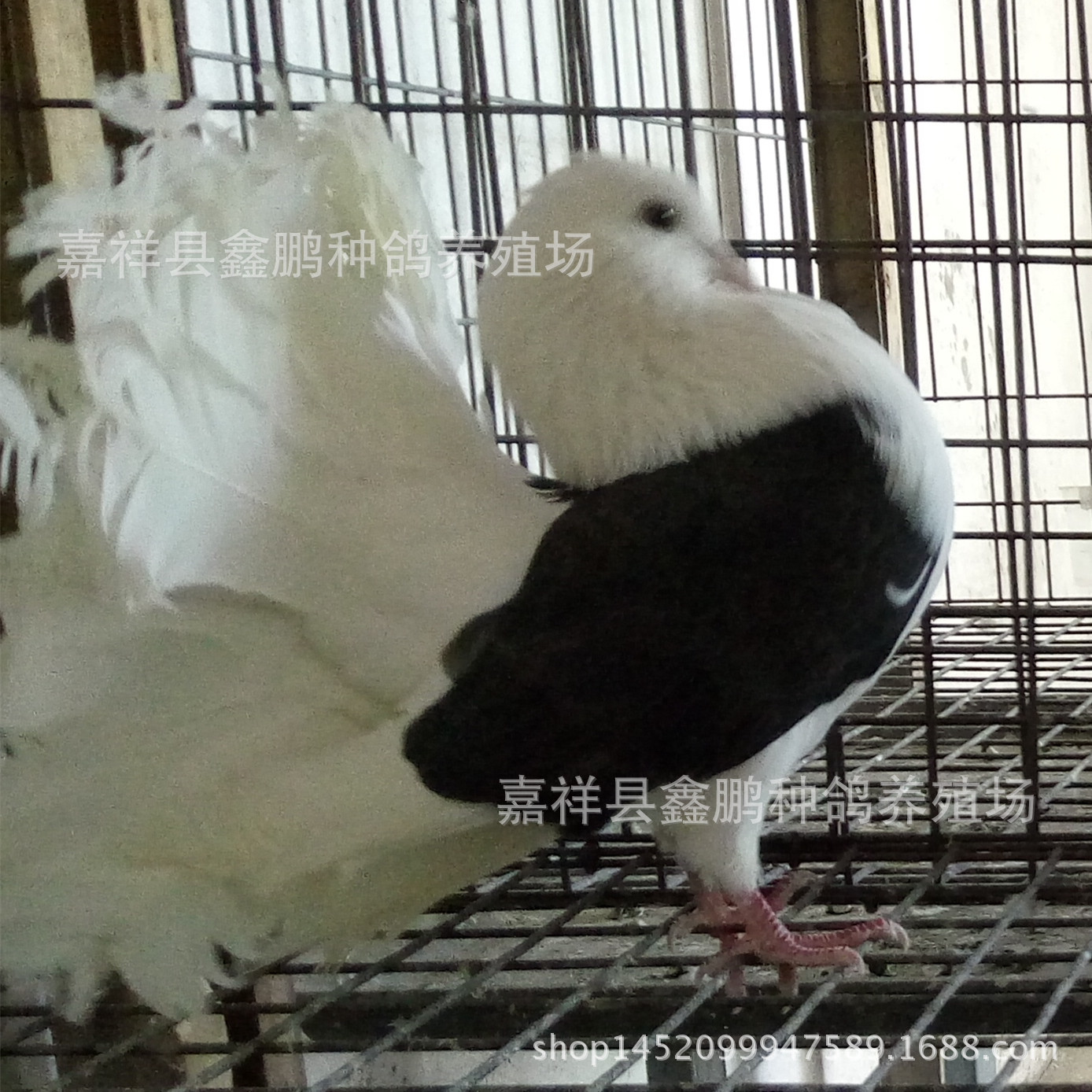 种鸽子价格