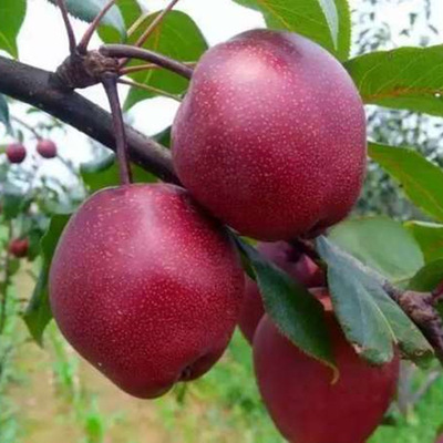 基地批发嫁接梨树苗 地栽盆栽树意大利黑梨树苗 丰产稳丰梨树苗