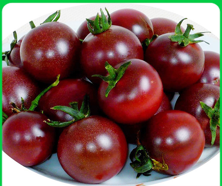 盆栽紫玫瑰小番茄种子紫圣果小番茄籽樱桃番茄红五彩圣女果紫五彩